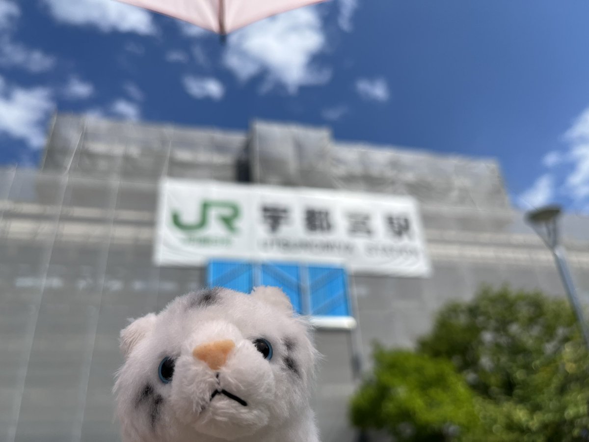 NIROSSA's tweet photo. せんきゅーせんきゅー宇都宮(^o^)！！！ https://t.co/zRWYhjJUXj