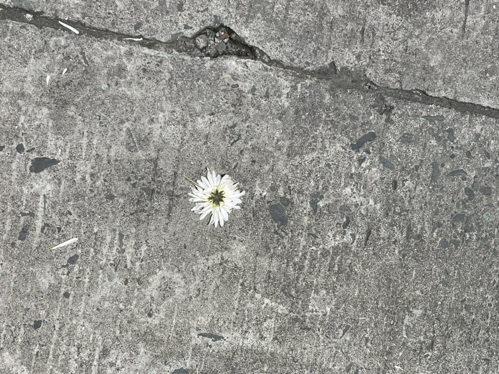 jyspetal's tweet photo. . it’s such a fucked situation
petal in the pavement ꕤ https://t.co/mpSAc6PGzT