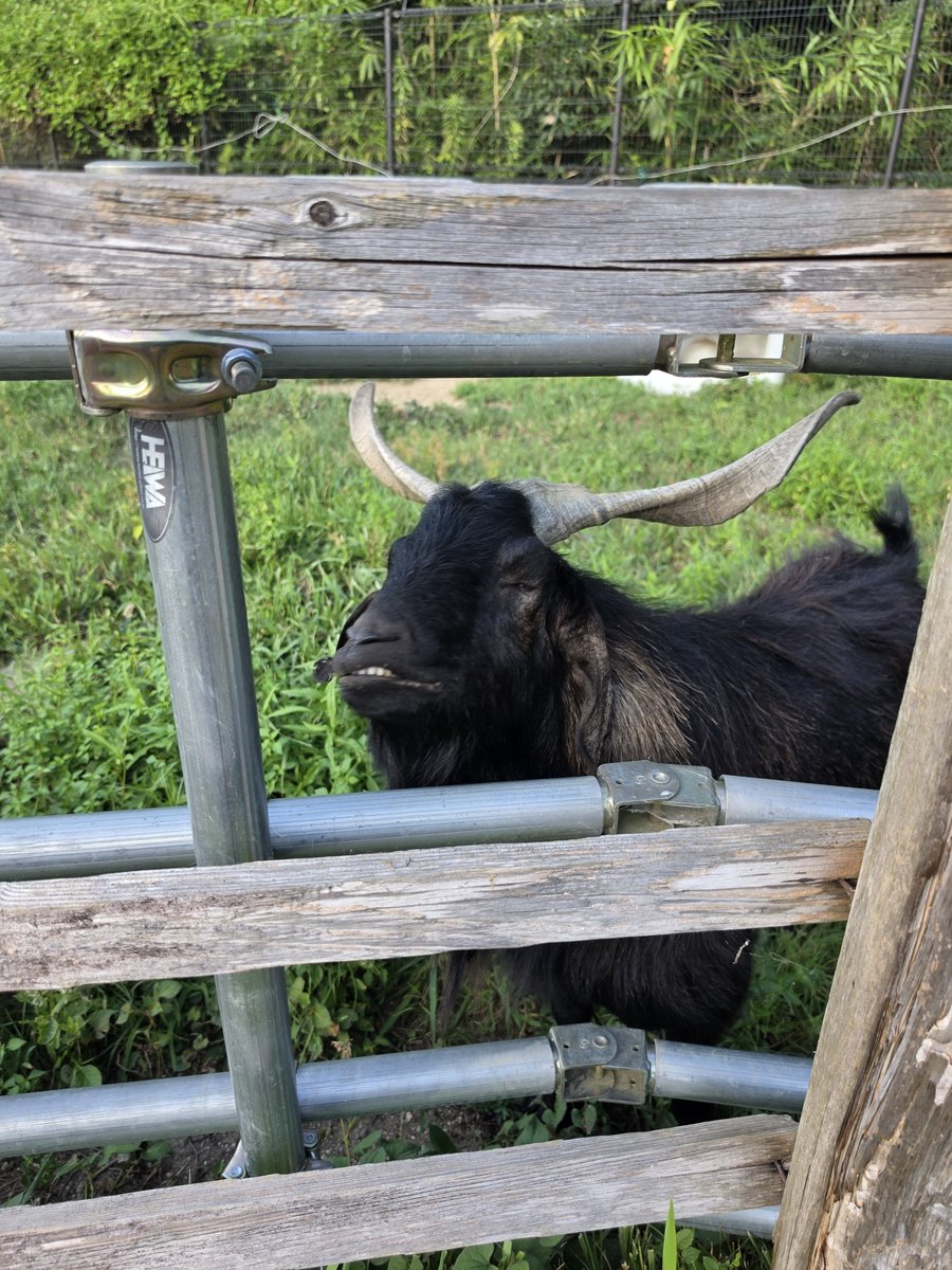 mf0510's tweet photo. 福知山市動物園 https://t.co/v9kISHerHj