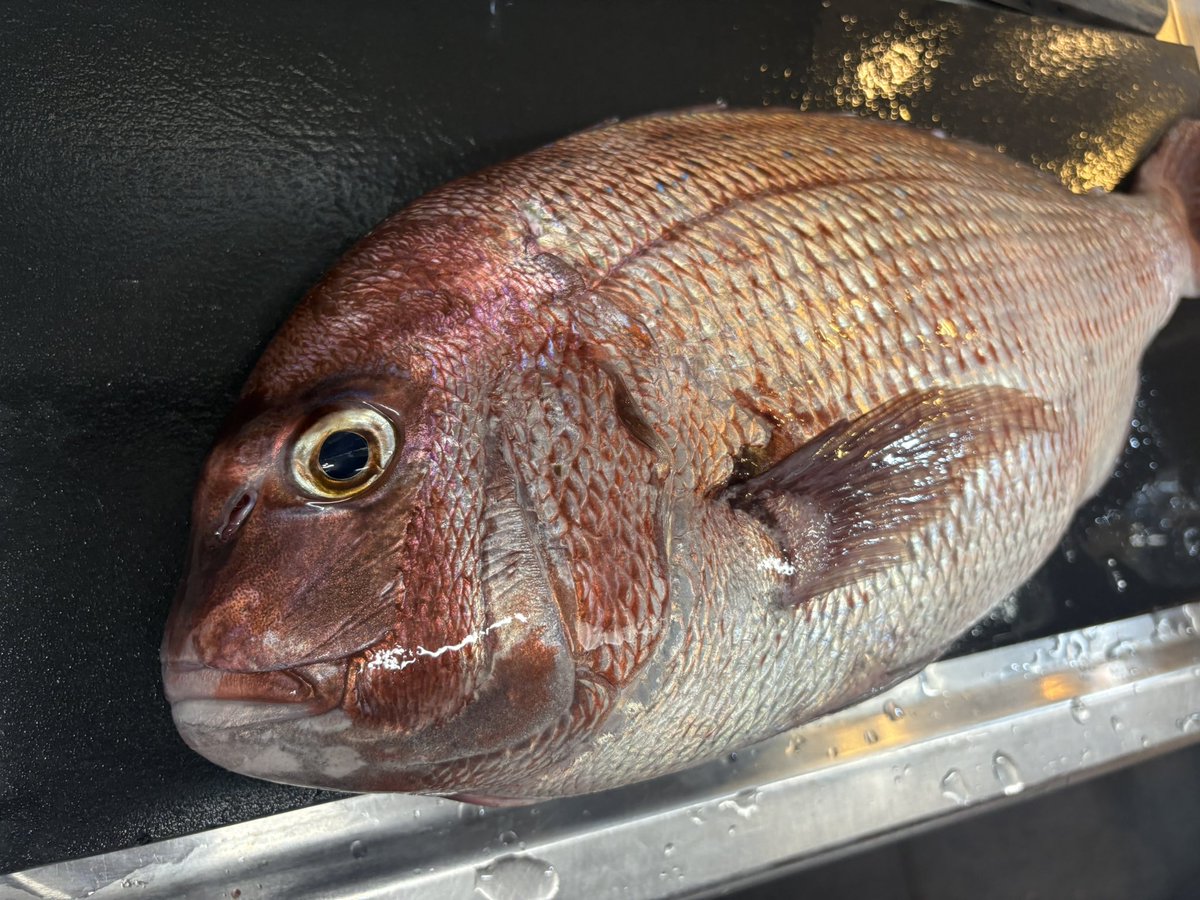 TemaeItamae's tweet photo. 本日の魚たち

生ウニ
天然とらふぐ
アオリイカ
金目鯛
サバ
真鯵
真鯛

です。
世間はお盆休み期間中ですが、当店は一足早めに夏休みを頂いたので、お盆期間中も通常通り営業いたします。

よろしくお願いします。

#料理屋幸森 #品川区グルメ #大井町グルメ #ウニ #とらふぐ https://t.co/greDH8eE4d