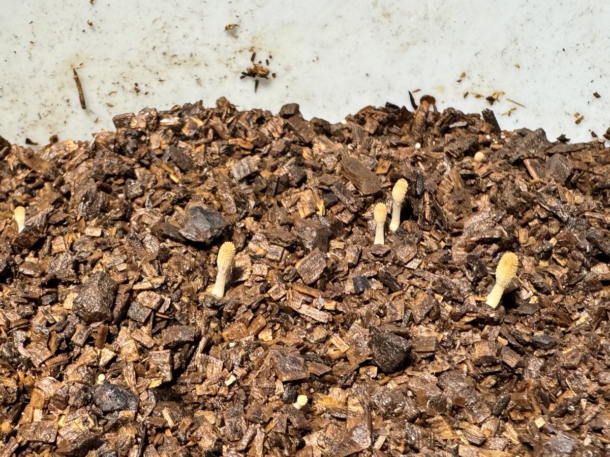 Insect_loves_'s tweet photo. 可愛いキノコの群れが発生してる https://t.co/3pGtMTnfGF