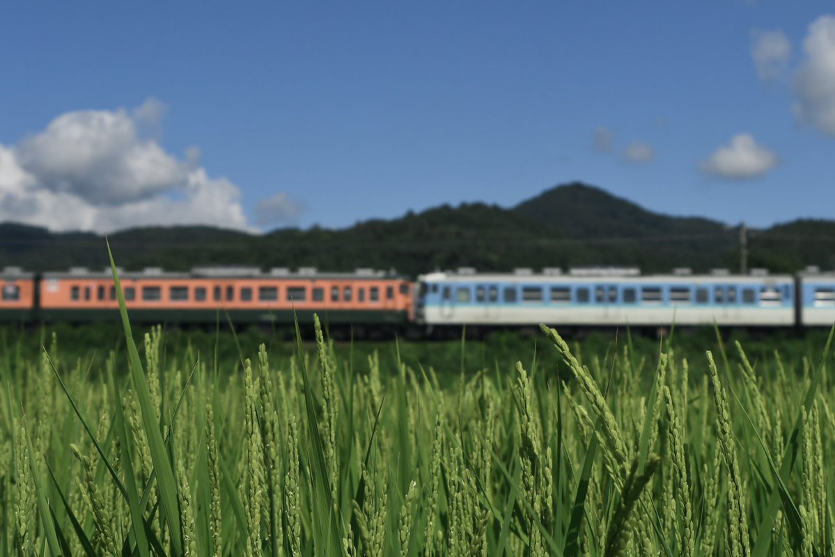 Nagano_S15's tweet photo. 2026 8/10
しなの鉄道北しなの線　1319/1320M
115系S11編成(新長野色)+115系S3編成(湘南色)
ご一緒した皆様、暑い中お疲れ様でした。 https://t.co/TJgAScelbm