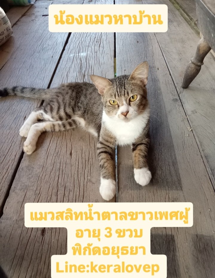 CatsterClub's tweet photo. 🏠 หาบ้านให้น้องแมว 🏠 (ฝากประกาศ)

ที่พักอาศัยพังทรุดจนอาศัยไม่ได้ จำเป็นมากที่ต้องหาบ้านใหม่ให้น้องแมว น้องไม่เคยโดนขังเลี้ยงในบ้าน
พิกัดอยุธยา 
สนใจน้องแมวติดต่อ
Line : keralovep

ใครสนใจรับดูแลติดต่อหาเจ้าของได้เลยนะคะ หรือ ช่วยกันรีกระจายข่าวก็ได้ค่า มาช่วยกันหาบ้านอันอบอุ่นให้น้องกันนะคะ