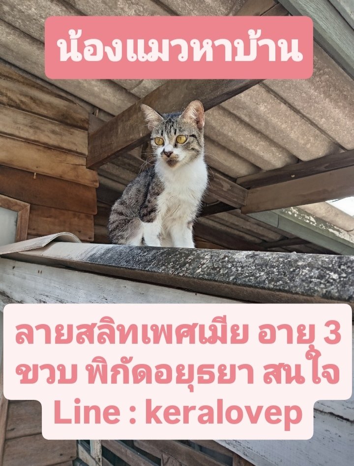 CatsterClub's tweet photo. 🏠 หาบ้านให้น้องแมว 🏠 (ฝากประกาศ)

ที่พักอาศัยพังทรุดจนอาศัยไม่ได้ จำเป็นมากที่ต้องหาบ้านใหม่ให้น้องแมว น้องไม่เคยโดนขังเลี้ยงในบ้าน
พิกัดอยุธยา 
สนใจน้องแมวติดต่อ
Line : keralovep

ใครสนใจรับดูแลติดต่อหาเจ้าของได้เลยนะคะ หรือ ช่วยกันรีกระจายข่าวก็ได้ค่า มาช่วยกันหาบ้านอันอบอุ่นให้น้องกันนะคะ