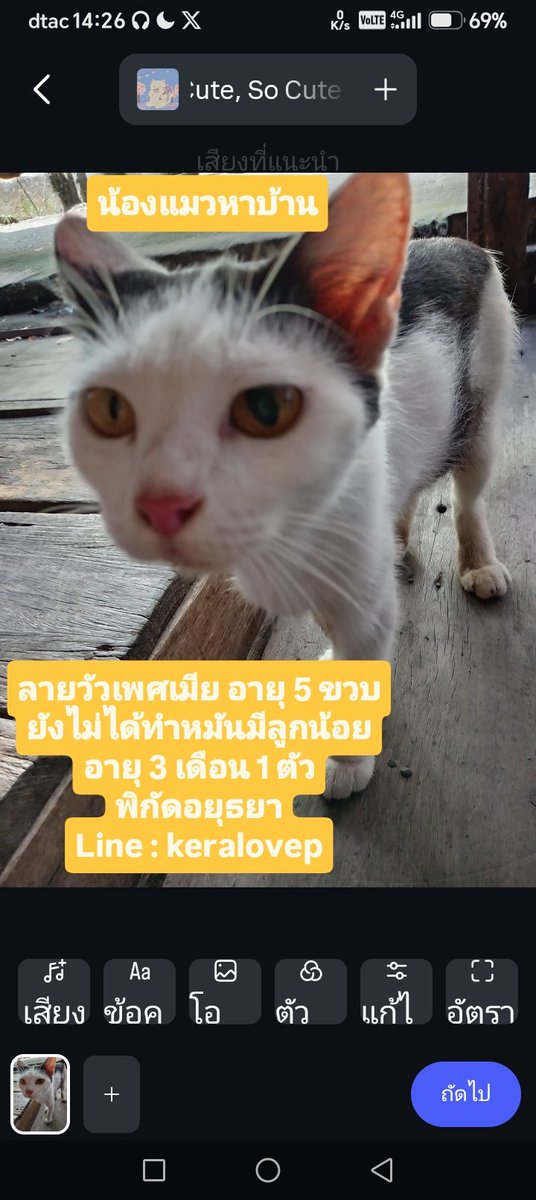 CatsterClub's tweet photo. 🏠 หาบ้านให้น้องแมว 🏠 (ฝากประกาศ)

ที่พักอาศัยพังทรุดจนอาศัยไม่ได้ จำเป็นมากที่ต้องหาบ้านใหม่ให้น้องแมว น้องไม่เคยโดนขังเลี้ยงในบ้าน
พิกัดอยุธยา 
สนใจน้องแมวติดต่อ
Line : keralovep

ใครสนใจรับดูแลติดต่อหาเจ้าของได้เลยนะคะ หรือ ช่วยกันรีกระจายข่าวก็ได้ค่า มาช่วยกันหาบ้านอันอบอุ่นให้น้องกันนะคะ