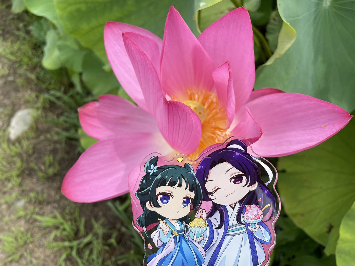 kanata_8232's tweet photo. 蓮がいっぱいで素敵なところだった🪷 https://t.co/63PLwberpU