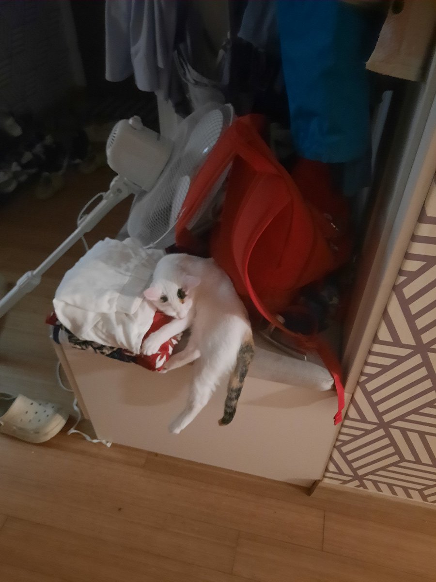 _cherrythv's tweet photo. Нате вам смішного кота, взамін на гримні на збір
Збір на рятування життів!

28 ОмБр імені Лицарів Зимового Походу просить придбати турнікети.

 Нам потрібні наші Лицарі. Давайте швидко купимо 100 турнікетів Січ і відправимо на святу Донеччину!

https://t.co/kMVDBVXDdu https://t.co/o2KT3AW9mw