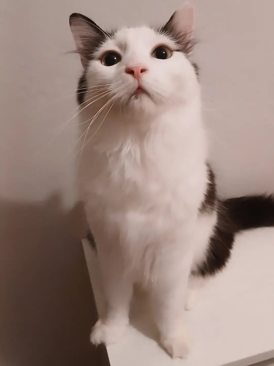 elifkedisii's tweet photo. 🐾 Pufi
• Erkek
• Yaklaşık 1 yaşında

Pufi inanılmaz uyumlu, sakin ve sevgi dolu bir çocuk. Puf puf yumuşacık tüyleriyle tam bir sarılmalık. İnsan odaklı, uslu ve sıcacık bir karaktere sahip.

Hayatının geri kalanını onu çok sevecek bir aileyle geçirmeyi fazlasıyla hak ediyor. 
Lütfen Pufi'yi paylaşarak yuvasına kavuşmasına yardımcı olun.

İstanbul