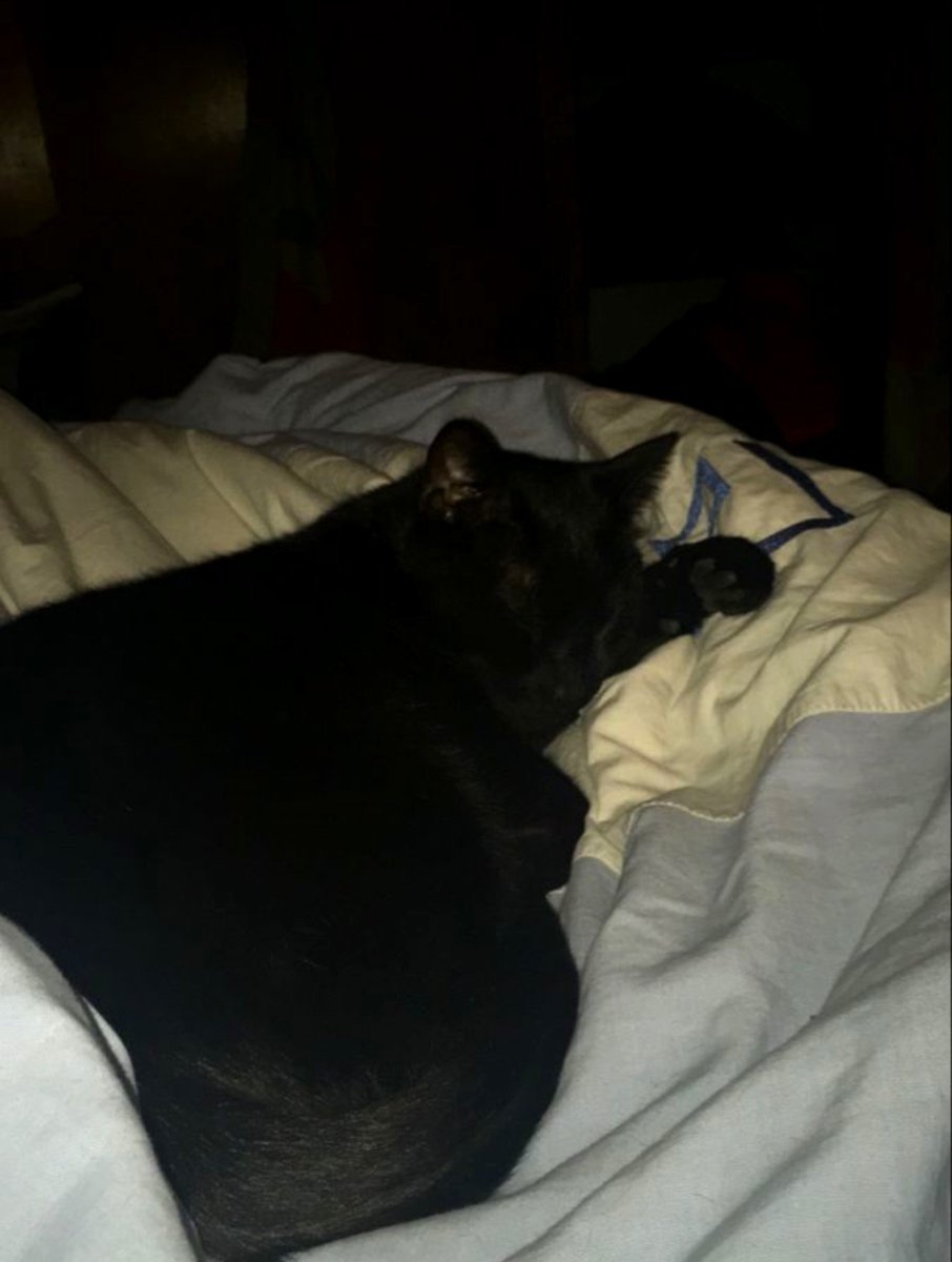 brainwashher0's tweet photo. ㅤㅤㅤㅤㅤ2:28 a.m. 
ㅤㅤㅤㅤㅤㅤㅤㅤㅤㅤㅤㅤ
ㅤㅤㅤㅤㅤㅤㅤㅤㅤㅤㅤㅤMy cat sleeps like he doesn't have a single worry. I'm still awake. https://t.co/WkktyoFOIW