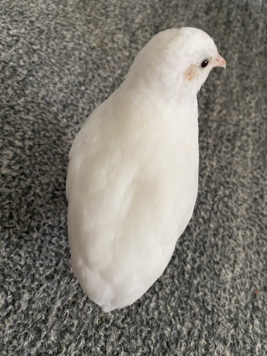 mura9pi's tweet photo. そんな事よりヒメウズラの可愛い後ろ姿を見て欲しい🤍

ふわふわもちもち🤍

鳥さんは心を浄化してくれる😇 https://t.co/7OCt5j5gts
