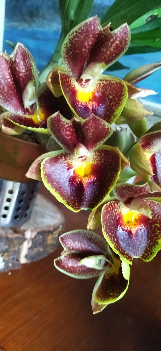 yamitya's tweet photo. @jun7orchids 多分これかとか過去の兄弟開花例です。
デカイ花は咲くんですよ。
あとかなりタフ。
自分は真っ黒のデカイ花が欲しかった。それこそjohn.c.burchettみたいな色になって欲しかったなー！
John.c.burchett はいいですよね、輸出が難しくなったと聞きましたので今後の供給が気になります。 https://t.co/JFnj4qaGQE