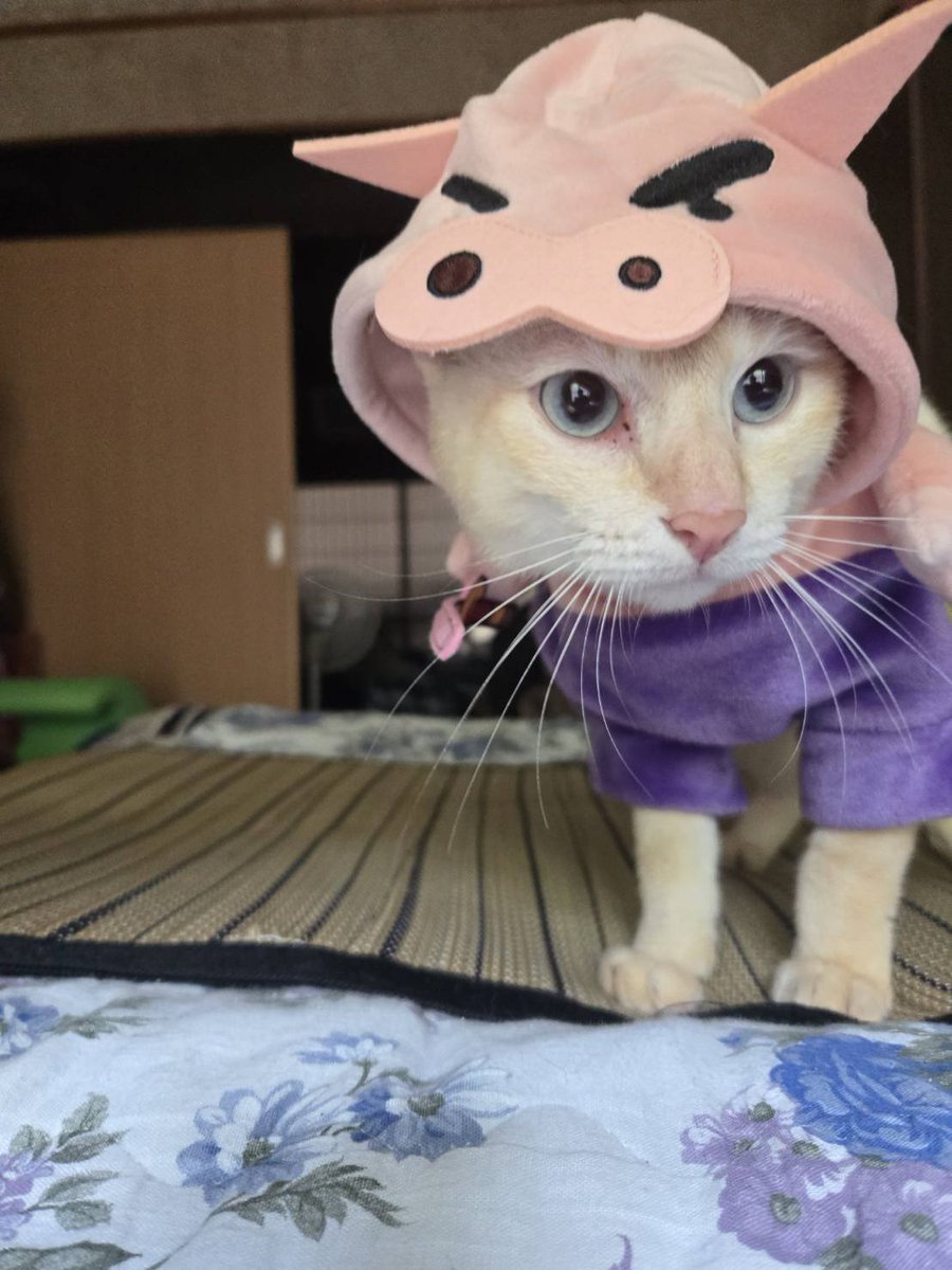 plume0821's tweet photo. 妹が買ってきたクレヨンしんちゃんのお土産で我が家の🐱ちゃんと🐶ちゃん撮ってみた！ https://t.co/C5srOolE2g