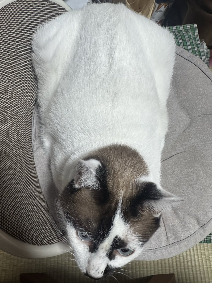 qsahi_'s tweet photo. 久々に爺さん婆さんちに散歩がてら顔出しに行ったらぶくぶく猫おった https://t.co/wJ7828APvh