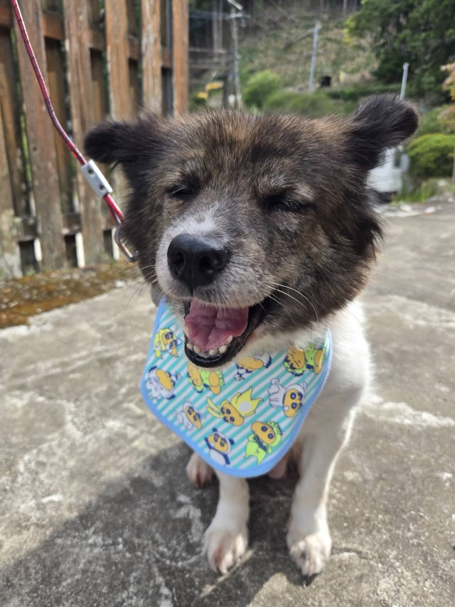 plume0821's tweet photo. 妹が買ってきたクレヨンしんちゃんのお土産で我が家の🐱ちゃんと🐶ちゃん撮ってみた！ https://t.co/C5srOolE2g