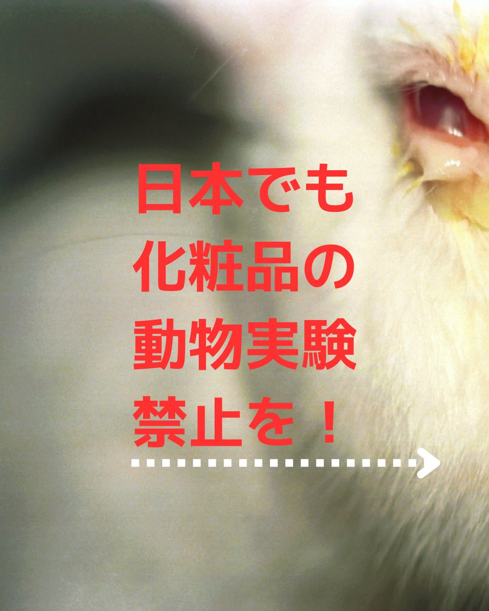 JAVA_ANIMAL's tweet photo. 《化粧品の動物実験の禁止を求める請願署名》
集約期限を2027年1月末まで延長します

皆様のご賛同・ご協力をありがとうございます！
この署名の集約期限を2027年1月末まで延長いたします。
引き続きお力をお貸しくださいますよう、よろしくお願いします。
https://t.co/Hi5b1usZt5
#動物実験 #化粧品 https://t.co/X7tE4kAhE6
