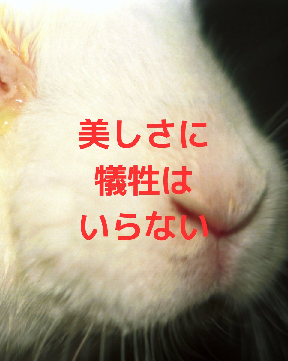 JAVA_ANIMAL's tweet photo. 《化粧品の動物実験の禁止を求める請願署名》
集約期限を2027年1月末まで延長します

皆様のご賛同・ご協力をありがとうございます！
この署名の集約期限を2027年1月末まで延長いたします。
引き続きお力をお貸しくださいますよう、よろしくお願いします。
https://t.co/Hi5b1usZt5
#動物実験 #化粧品 https://t.co/X7tE4kAhE6