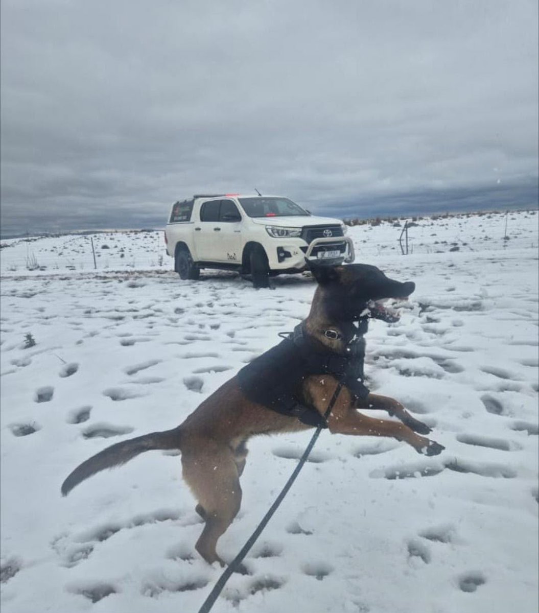 lnnocent191535's tweet photo. 🚨 FS ROAD WARNING❄️ 10/08/2026
Snow,ice & drizzle on major routes:
R702 Dewetsdorp: ICY 🥶
N3 Harrismith:Snow 🌨️
N6 Reddersburg-Smithfield: Snow 🌨️
N1 Springfontein-Trompsburg: Snow 🌨️
⚠️ Lights on,reduce speed,double distance.Avoid non-essential travel.
#SnowSA #FreeState https://t.co/5UPipeWmKI