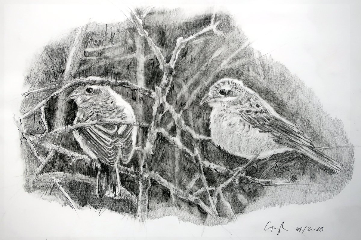 ciaghi_tiziana's tweet photo. Pencil study of two juvenile shrikes observed in the mountains this summer https://t.co/cscSoqJcf1