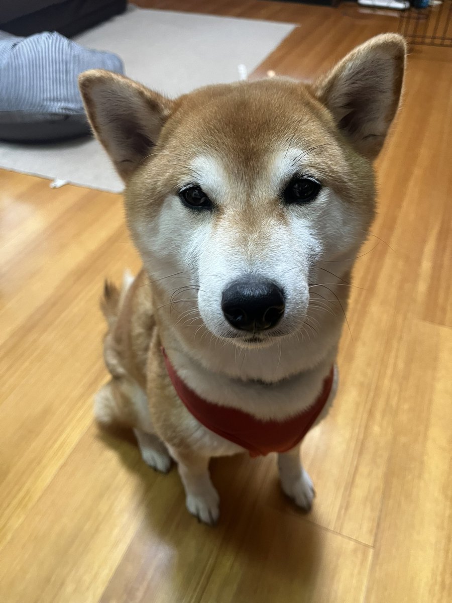 kakeru_17's tweet photo. とりあえずおすわりしとけばおいしいものもらえる♡

#柴犬 https://t.co/mhd9MhQXl0