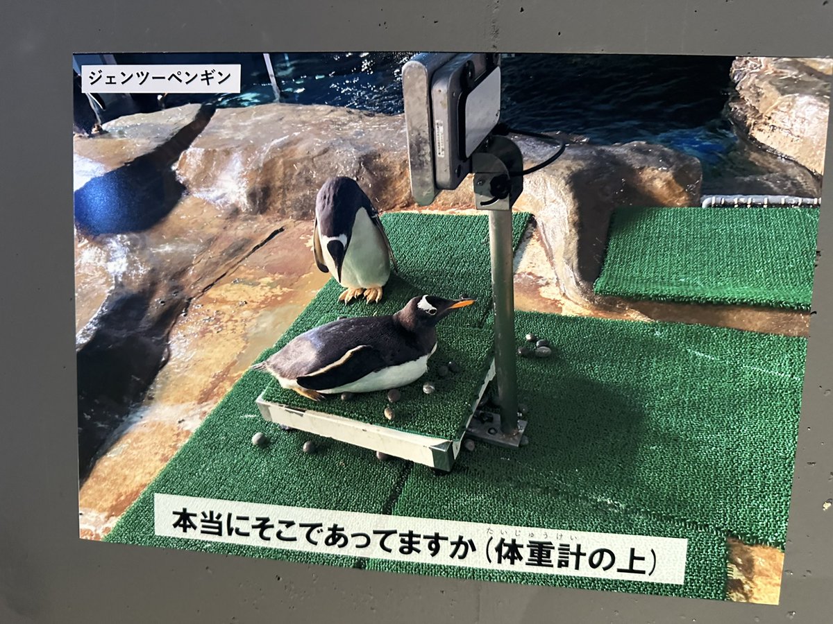 bl_nicopi's tweet photo. #GAOスタッフ秘蔵の写真
#男鹿水族館GAO 

ジェンツーペンギンのこの写真がシュールですき笑😂　飼育員さんのさすがの着眼点もすごい❣️
その後どうなったのか気になる…😂 https://t.co/1jG6zdJlkx