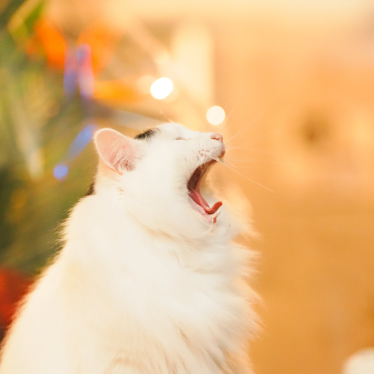 Shinchan_ISCATZ's tweet photo. 猫と暮らしてたら
猫の服を作り始めて

気づいたら
猫を着てました。

沖縄の魅力と猫を纏う…

ISLAND CATZは
だいたいそんな感じで始まってます。

好きなもの同士を混ぜて
どこまでいけるか、まだ実験中です。 https://t.co/i667eckcBK