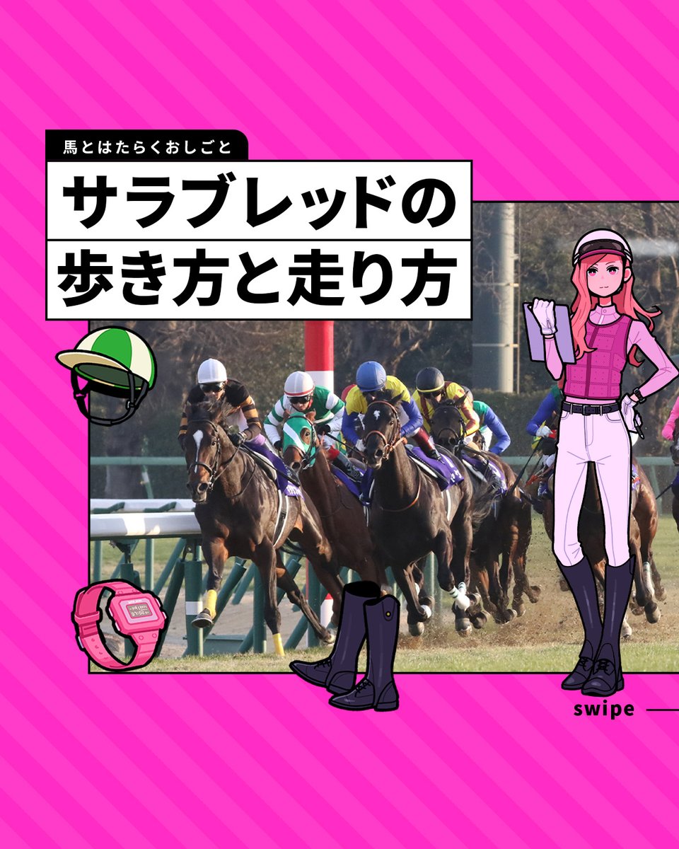 umajob_jra's tweet photo. 馬の歩き方や走り方には、
速さや動き方によっていくつかの種類があるよ👀

パドックで見られる「常歩」や、
少し早いリズムの「速歩」、
キャンターとも呼ばれる「駈歩」、
レースで見られる全力の走り「襲歩」など

馬の歩き方や走り方を見ることは、
コンディションや脚元の違和感に気づくきっかけにもなるよ🏇

出典：『サラブレッド大辞典』ウマフリ 編著 カンゼン刊

#ウマジョブ #馬 #サラブレッド