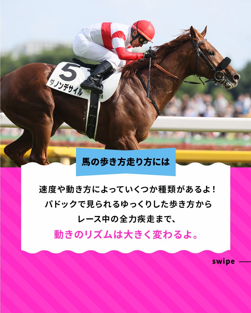 umajob_jra's tweet photo. 馬の歩き方や走り方には、
速さや動き方によっていくつかの種類があるよ👀

パドックで見られる「常歩」や、
少し早いリズムの「速歩」、
キャンターとも呼ばれる「駈歩」、
レースで見られる全力の走り「襲歩」など

馬の歩き方や走り方を見ることは、
コンディションや脚元の違和感に気づくきっかけにもなるよ🏇

出典：『サラブレッド大辞典』ウマフリ 編著 カンゼン刊

#ウマジョブ #馬 #サラブレッド