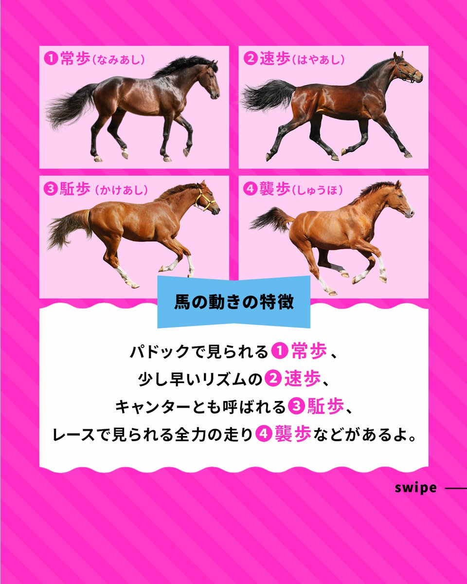 umajob_jra's tweet photo. 馬の歩き方や走り方には、
速さや動き方によっていくつかの種類があるよ👀

パドックで見られる「常歩」や、
少し早いリズムの「速歩」、
キャンターとも呼ばれる「駈歩」、
レースで見られる全力の走り「襲歩」など

馬の歩き方や走り方を見ることは、
コンディションや脚元の違和感に気づくきっかけにもなるよ🏇

出典：『サラブレッド大辞典』ウマフリ 編著 カンゼン刊

#ウマジョブ #馬 #サラブレッド