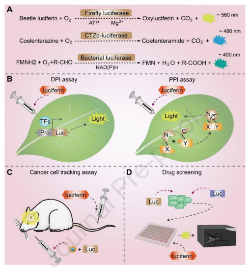 BioDesignR's tweet photo. Luminescence-based tracing technologies are reviewed for tracking biological processes across scale #Bioimaging #LuminescenceTracing #BiodesignTools
Details: https://t.co/CwQ8HY14OG https://t.co/ENEOI9ZcQ1