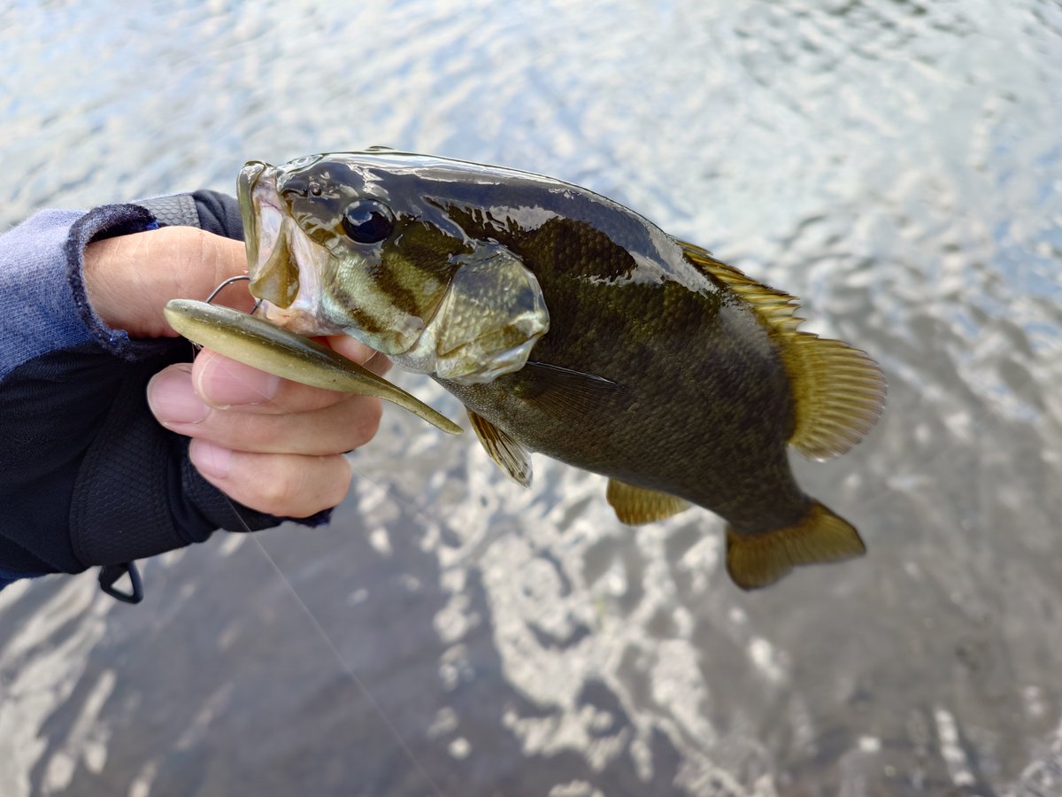 Angler_39's tweet photo. 久しぶりのスモール戦に出撃。
バイトが遠いものの何とか6本ゲット。
盛夏の釣りを楽しむことができました～。😆 https://t.co/Ryg7BpNwYo