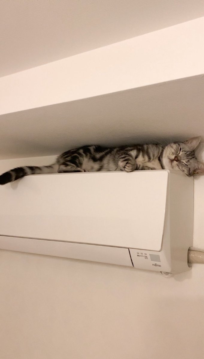 cat_anko3's tweet photo. ねこが行方不明だから探したらここで寝てた https://t.co/sU5Eec8asV