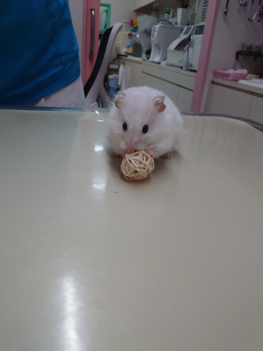 FukushimaAH's tweet photo. 【七草ちゃん🐹健康チェック🍀まとめ】
軽度の肺炎と脊椎症があったため、お薬を飲ませて様子見になりました。

七草ちゃん、1才9ヶ月になり人間でいうと63才でだいぶお年を召してきました🐹

#ふくしま動物病院
#動物病院
#ハムスター

おもちゃで遊ぶ七草ちゃん🐹↓ https://t.co/YZCBxezBKT