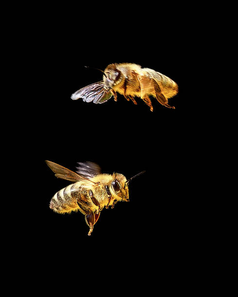 leight2whutchRT's tweet photo. 蜂🐝🐾 https://t.co/FY7RjLkX37