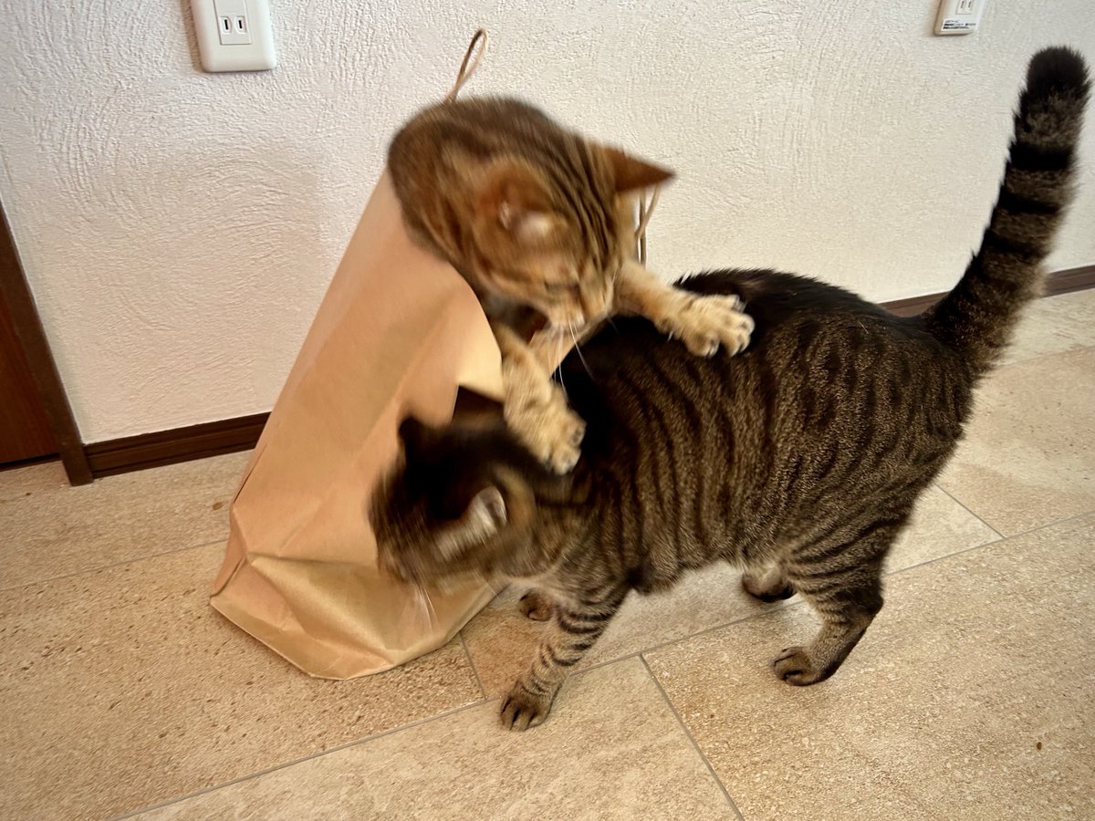 lion007's tweet photo. 袋に入るのはいつものことだが
今日のトモは、何かがちがう。

賢い遊びだなぁと感心しつつ
タマがダッシュで逃げたあとの
満足げなトモの顔を見て思わず

「トモさん、おぬしも悪やのう……」 https://t.co/Vl2iPFz0Sc