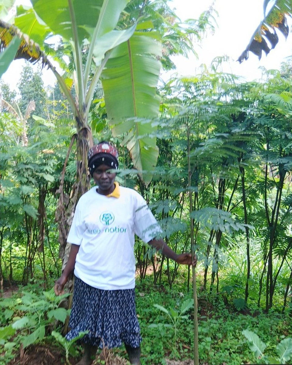 treenation's tweet photo. 🌳🥕 Fruit trees are often the first trees planted in a forest garden, and for good reason. They provide fresh fruit, shade for crops growing underneath, and something to sell at the local market once they mature.

This is the thinking behind our Forest Gardens project in the Simiyu Region, Tanzania, where local households build gardens that produce food, income, and shade all from the same small plot of land.

Checking on a young tree like this one is part of getting it established: staked upright, rooted well, growing steadily among the cassava and surrounding plants.

🌍 Support the project here: https://t.co/gHXnXU3090

#Reforestation #Agroforestry #Tanzania #ForestGardens #TreeNation
