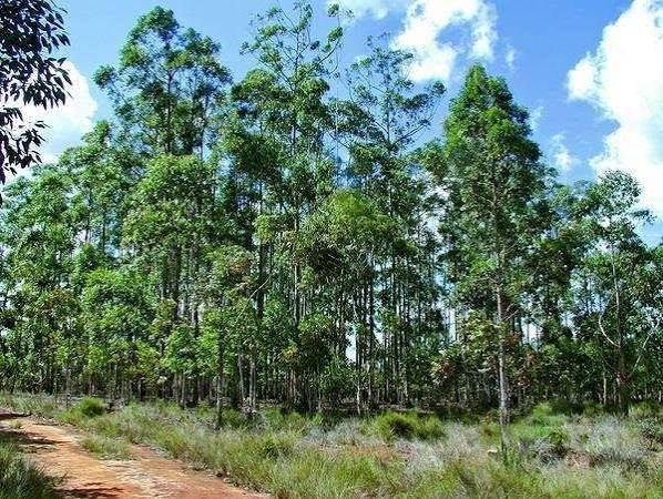 OgunTV's tweet photo. OGUN SEEKS TO BOOST FORESTRY REVENUE WITH EUCALYPTUS PLANTATION INITIATIVE
The Ogun State Government has commenced moves to harness the economic potential of eucalyptus trees as part of efforts to boost internally generated revenue (IGR), create investment ...read more https://t.co/t2wgQPClyb