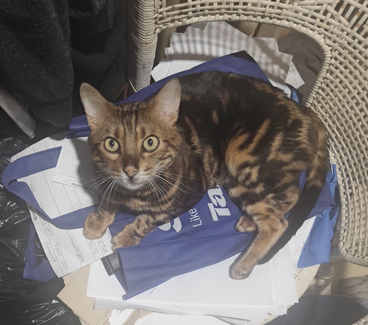 OracleThaCat's tweet photo. 100% BABY https://t.co/26zWqGtNbm