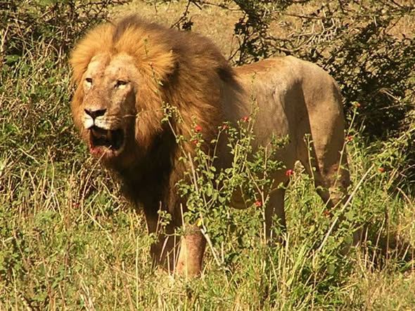MTKemish's tweet photo. Re-cycled post from 2019 -  #WorldLionDay2026  - https://t.co/TDoWLFWC8o  &amp; https://t.co/DbPm85P1zr - Iconic Lions --->  https://t.co/kwOWalCKOS - https://t.co/mDdvEHMJc7