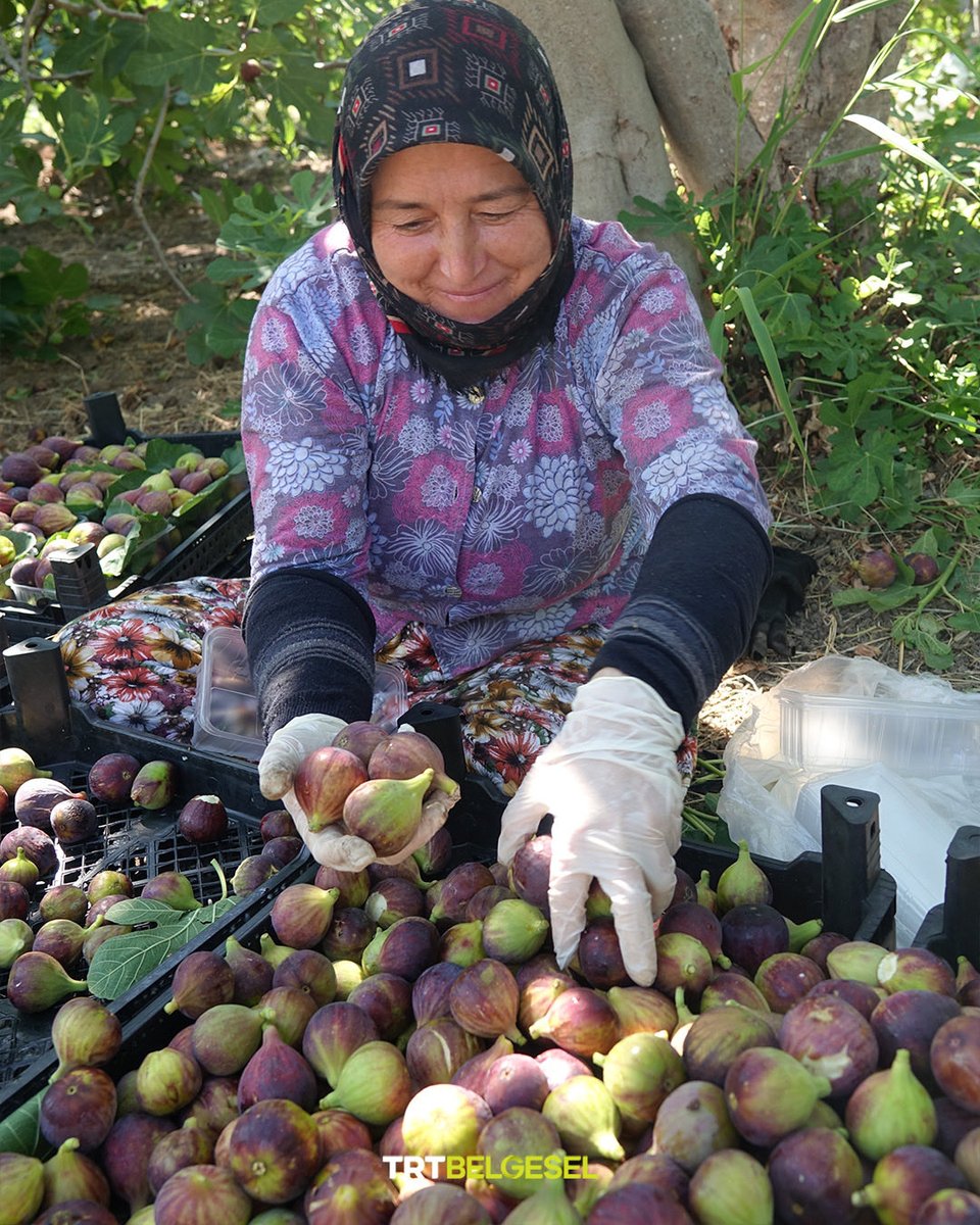 TRTBelgesel's tweet photo. Balıkesir'in Havran ilçesinde yetişen, ince kabuğu ve aromatik lezzetiyle dikkat çeken, coğrafi işaret tescilli "Havran siyah incir" hasadı ✨
📸: AA https://t.co/dVUdcj0vTx
