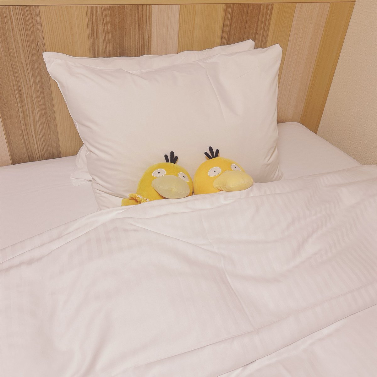 koda_tamagochan's tweet photo. おやすみ🐑💤 https://t.co/X4t6UnMx0D
