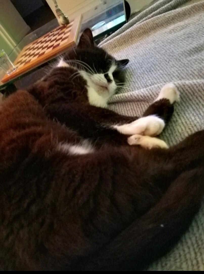 vigipets's tweet photo. 🟠 🐱 Chat perdu le 15/07/2026 à Bruz (35170).
Race : Européen / Âge : 13 an(s)
Oreo / Mâle / Identifié(e) : Non

☎️ 0652790597
📧  https://t.co/QopChbWbms.5@gmail.com

#chatperdu #chattrouve #chat #perdu #trouve https://t.co/QGfvj6mCPk
