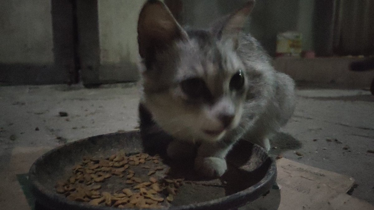chellychee_'s tweet photo. ini kembarannya, warna ny persis tapi dia bulu ny gak panjang https://t.co/sImrVk7Um7