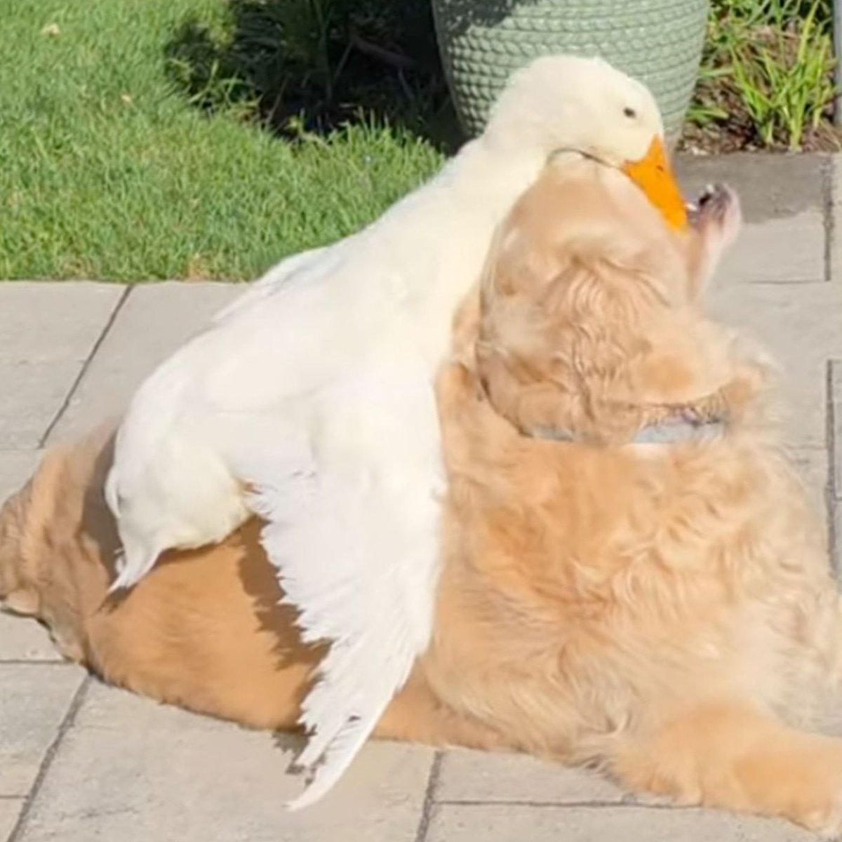 Dexerto's tweet photo. Golden Retriever Barley began recovering from illness after forming an unlikely friendship with a duck

Her owner says seizure medication left her lethargic and she had "lost her goldenness" before meeting Louie the duck https://t.co/pz9LaC1U4o