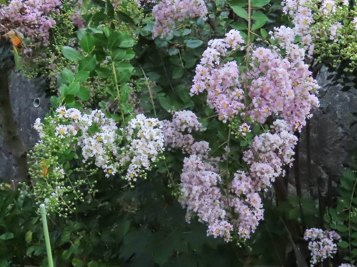 Walking801's tweet photo. 写真日記（8月10日）#川西市 #川西写真散歩
　今日はサルスベリの花をいっぱい写してきました。赤、白、ピンク、白とピンクの入り混じったもの。いずれも今キレイに咲いています。 https://t.co/HYwOgCr23R