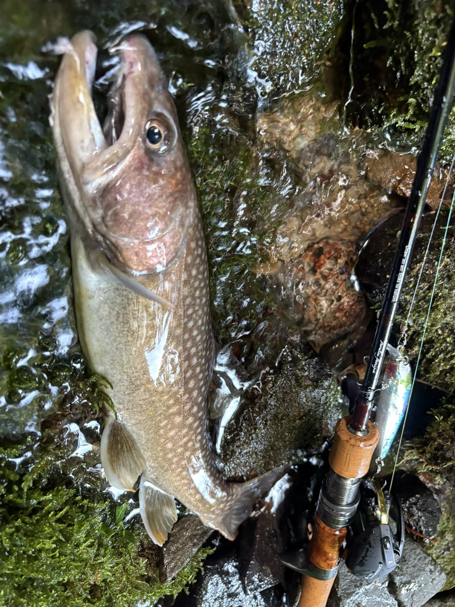 m_orinohito's tweet photo. 岩魚
36.0cm
先行者がいたので逆張りデカルアー
Troutia feerique C43L-T
CROSSPEAR CP 70XG-DH/R
Silent Assassin 80s
#tailwalk
#shimano https://t.co/sUBRMBrYtj