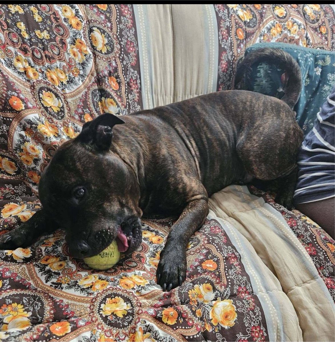 karen73984451's tweet photo. #k9hour
Beeyootiful brindle boy ready and waiting on a fabulous forever home plz RT #Hank #TeamZay @SeniorStaffy https://t.co/XmBej0jp76
