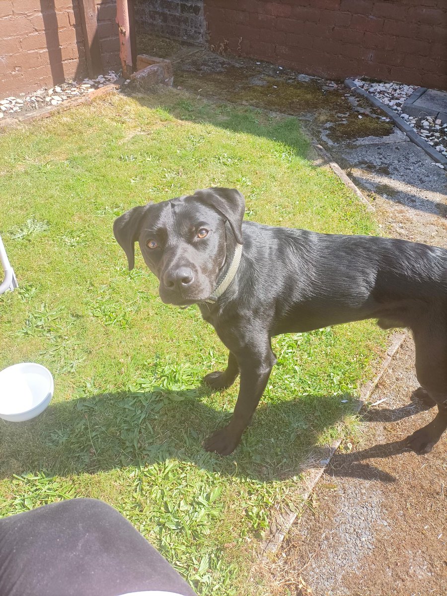 H2RScotland's tweet photo. Ozzy is a beautiful 1 year old male Working Labrador
He is available and looking for a new home through no fault of his own.
Ozzy is great with other dogs and children. He hasn't been around any cats, therefore a home with no cats is best for his needs.
Ozzy is registered with the vets and eats Butchers Wet Food. He sleeps in his own bed at night or on the sofa.
Ozzy is fully house trained and loves any kind of treats. He has good recall apart from when he see's another dog, he will want to play.
Ozzy is good in the car and also crate trained.
He would be suited to someone or a family who are very active as he has lots of energy to burn.
He is chipped and healthy with no medical issues.
For information or to offer Ozzy a home please email directly to info@help2rehome.com