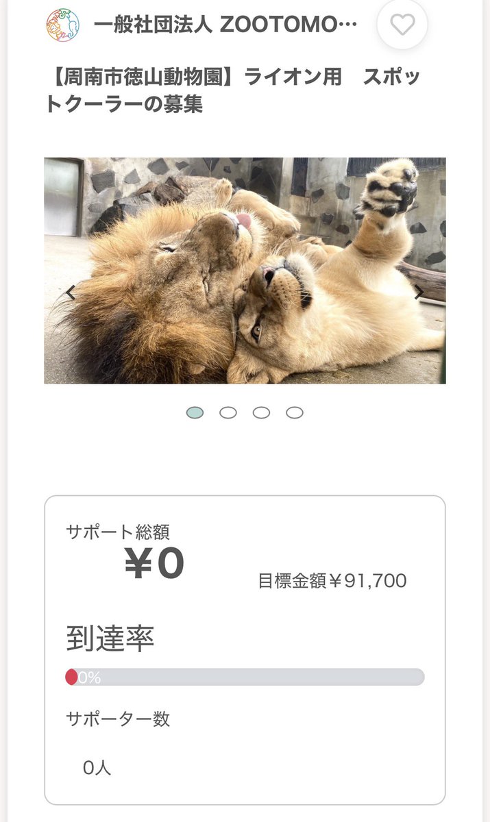 ZootomonoWa's tweet photo. 📣拡散希望📣

🦁周南市徳山動物園🦁
ライオン　リント&コウメ

❤️‍🔥スポットクーラー募集となります❤️‍🔥

今年秋には新獣舎にお引越しも予定されていますが、
今年の酷暑はまだまだ長いです🥵
ぜひ！
サポートのご協力をよろしくお願いします。

サポートはコチラ
⬇️⬇️⬇️
https://t.co/if8fkA2yM4

#周南市徳山動物園
#ライオン
#動物園サポート
#動物サポート
#世界ライオンの日