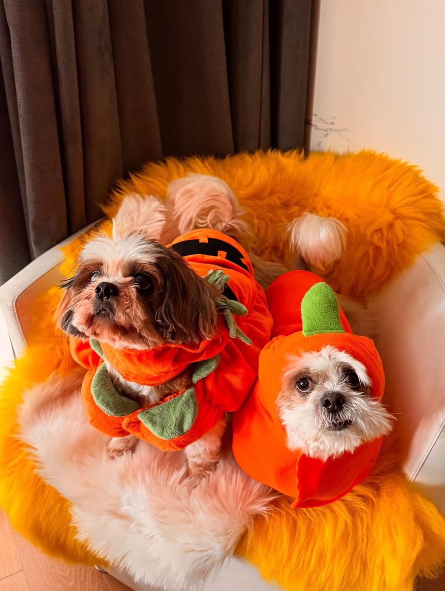 happydoggothai's tweet photo. นี่คือหมาชิทซุตัวเล็กๆสองตัวที่ถูกขังไม่ได้รับการเหลียวเเลเเละยังมีเเผลหนอนไชเต็มตัว
ไม่อยากจะเชื่อว่าคนเราจะสามารถทำอะไรเเบบนี้กับหมาที่ไร้เดียงสาได้

วันนี้เฟธเเละฟีนิกส์ย้ายไปอยู่ที่ไอร์เเลนด์เริ่มต้นชีวิตใหม่ที่อบอุ่นกับครอบครัวเเละทิ้งฝันร้ายที่ผ่านมาทั้งหมดไว้ข้างหลังเเล้ว❤️🐶