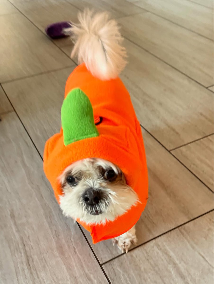 happydoggothai's tweet photo. นี่คือหมาชิทซุตัวเล็กๆสองตัวที่ถูกขังไม่ได้รับการเหลียวเเลเเละยังมีเเผลหนอนไชเต็มตัว
ไม่อยากจะเชื่อว่าคนเราจะสามารถทำอะไรเเบบนี้กับหมาที่ไร้เดียงสาได้

วันนี้เฟธเเละฟีนิกส์ย้ายไปอยู่ที่ไอร์เเลนด์เริ่มต้นชีวิตใหม่ที่อบอุ่นกับครอบครัวเเละทิ้งฝันร้ายที่ผ่านมาทั้งหมดไว้ข้างหลังเเล้ว❤️🐶